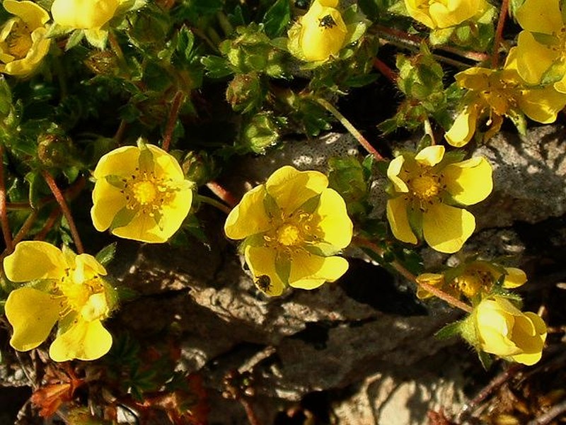 Spring Cinquefoil