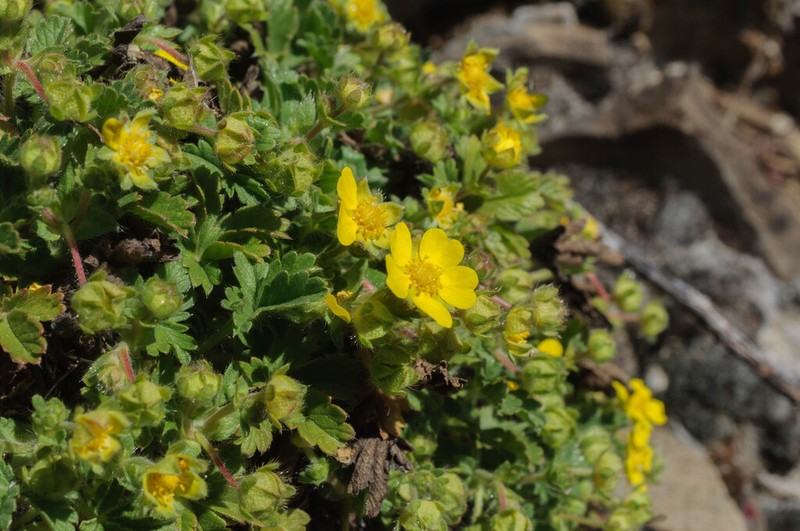 Spring Cinquefoil