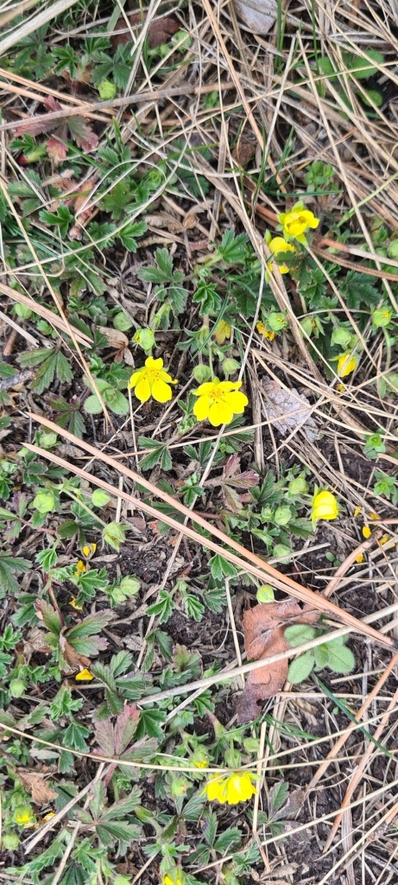 Spring Cinquefoil photo 2