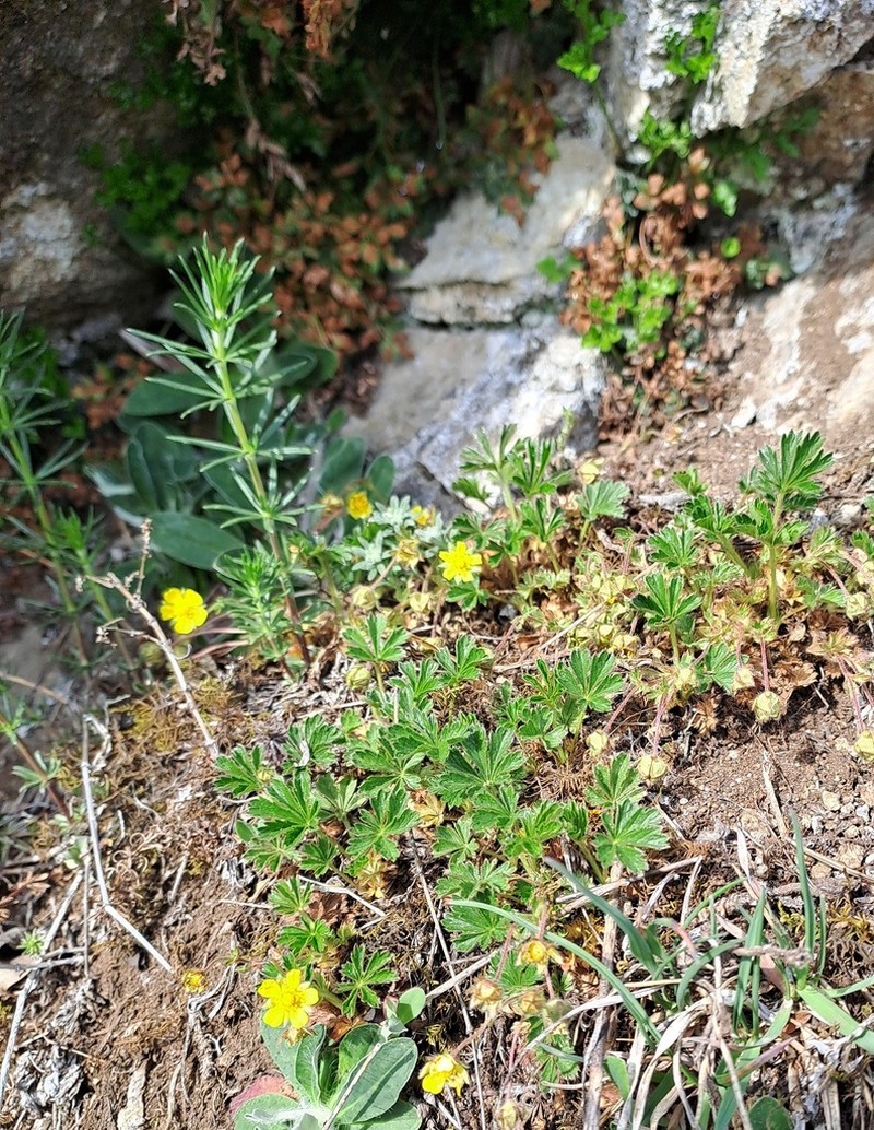 Spring Cinquefoil photo 3