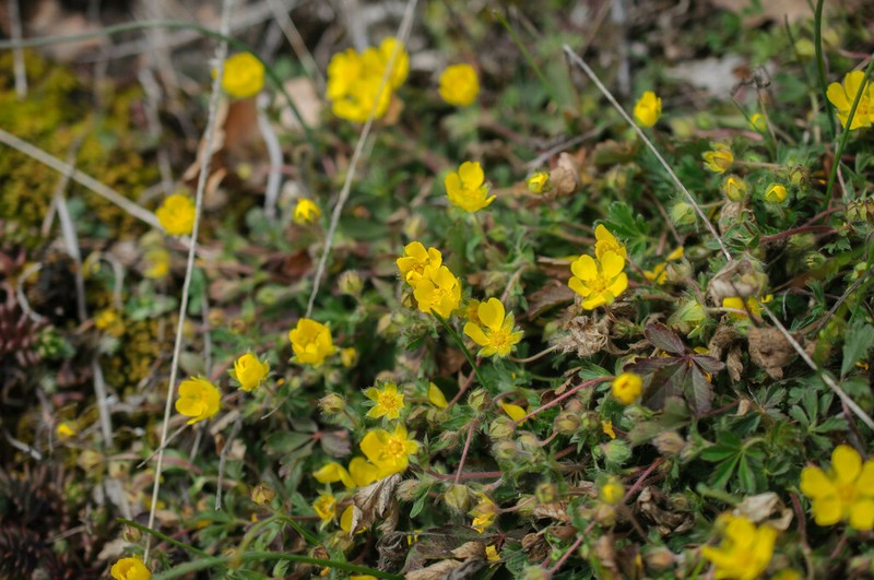 Spring Cinquefoil photo 4