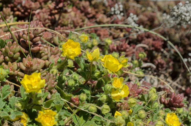 Spring Cinquefoil photo 5