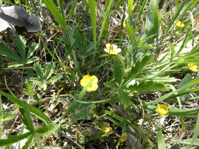 Spring Cinquefoil photo 6