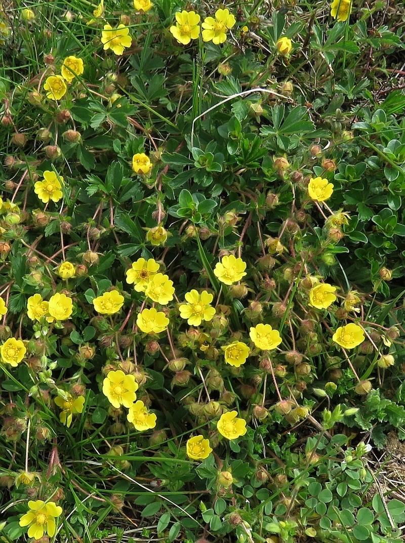 Spring Cinquefoil photo 7