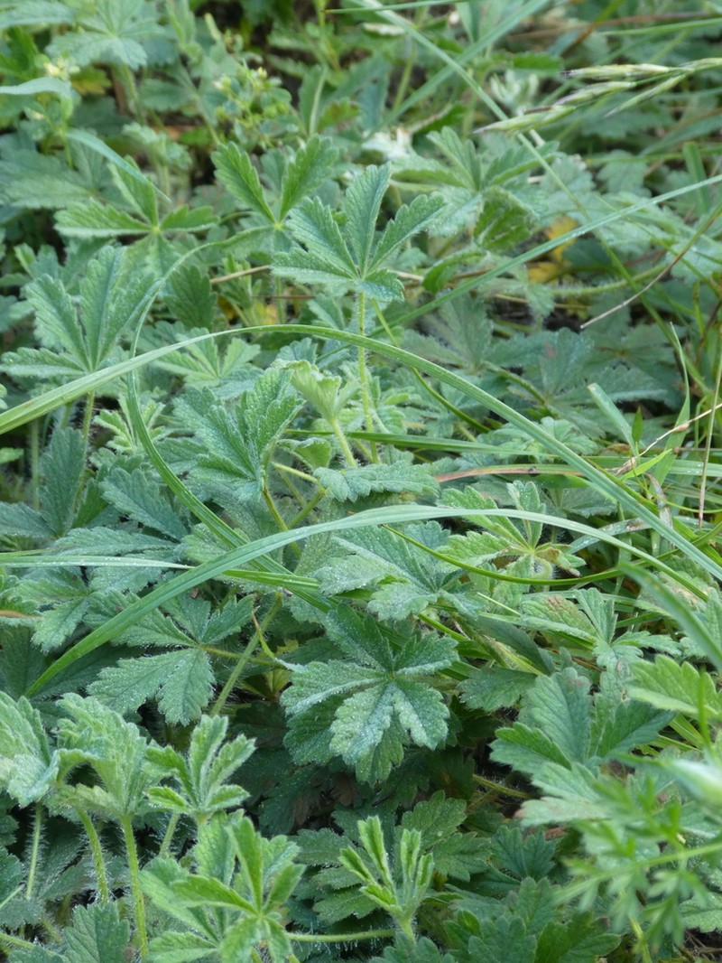 Spring Cinquefoil photo 8