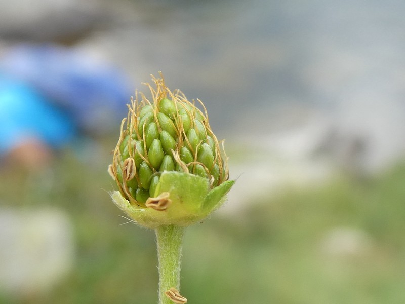 Potentilla pyrenaica