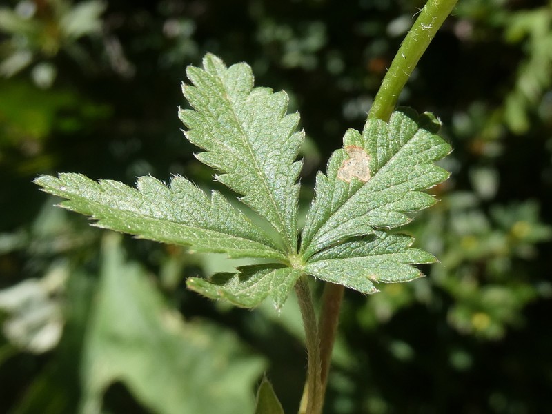 Potentilla pyrenaica photo 2