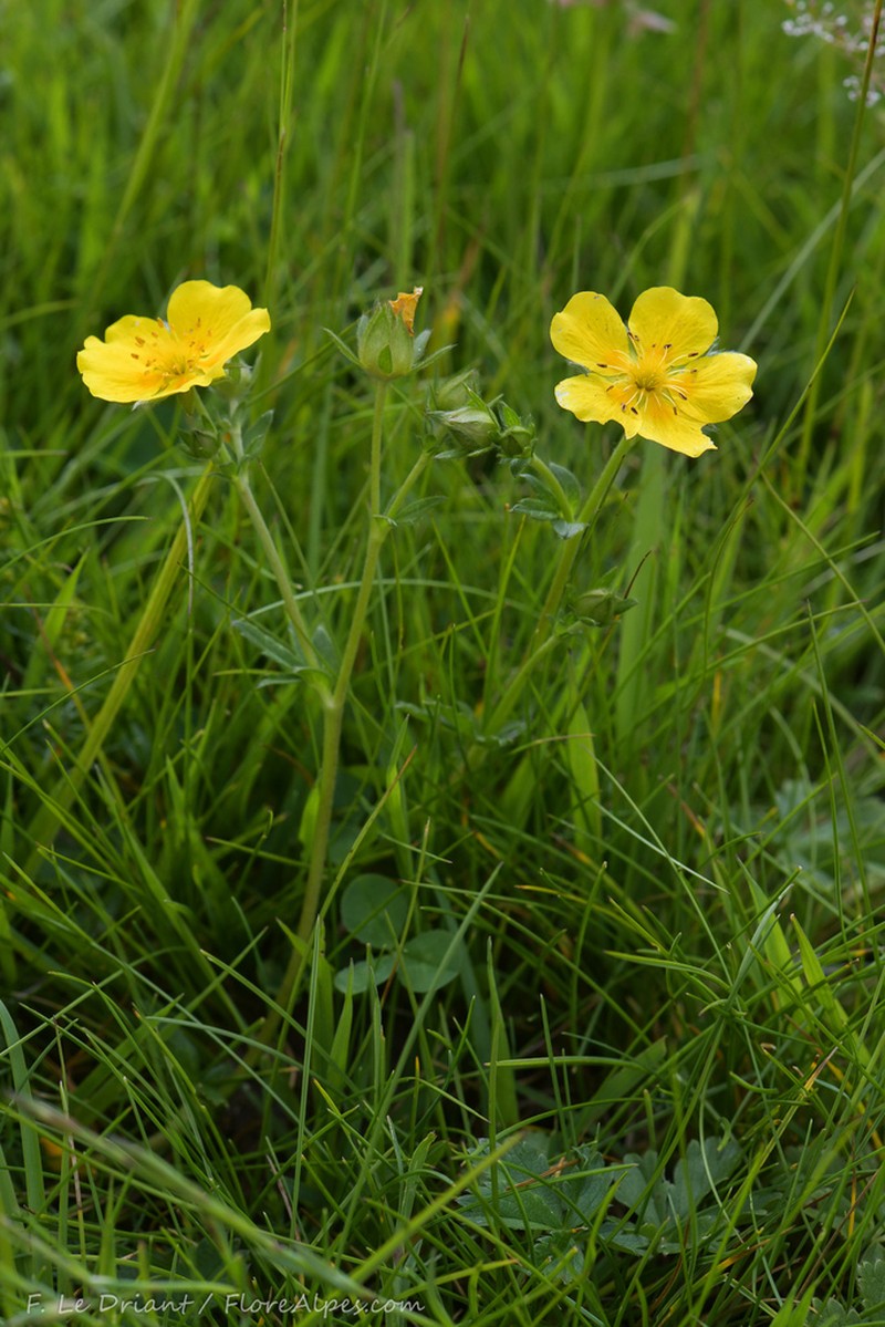 Potentilla pyrenaica photo 3