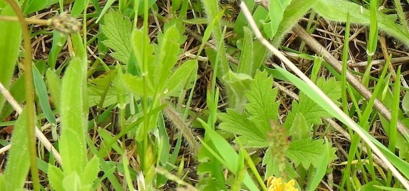 Potentilla pyrenaica photo 4