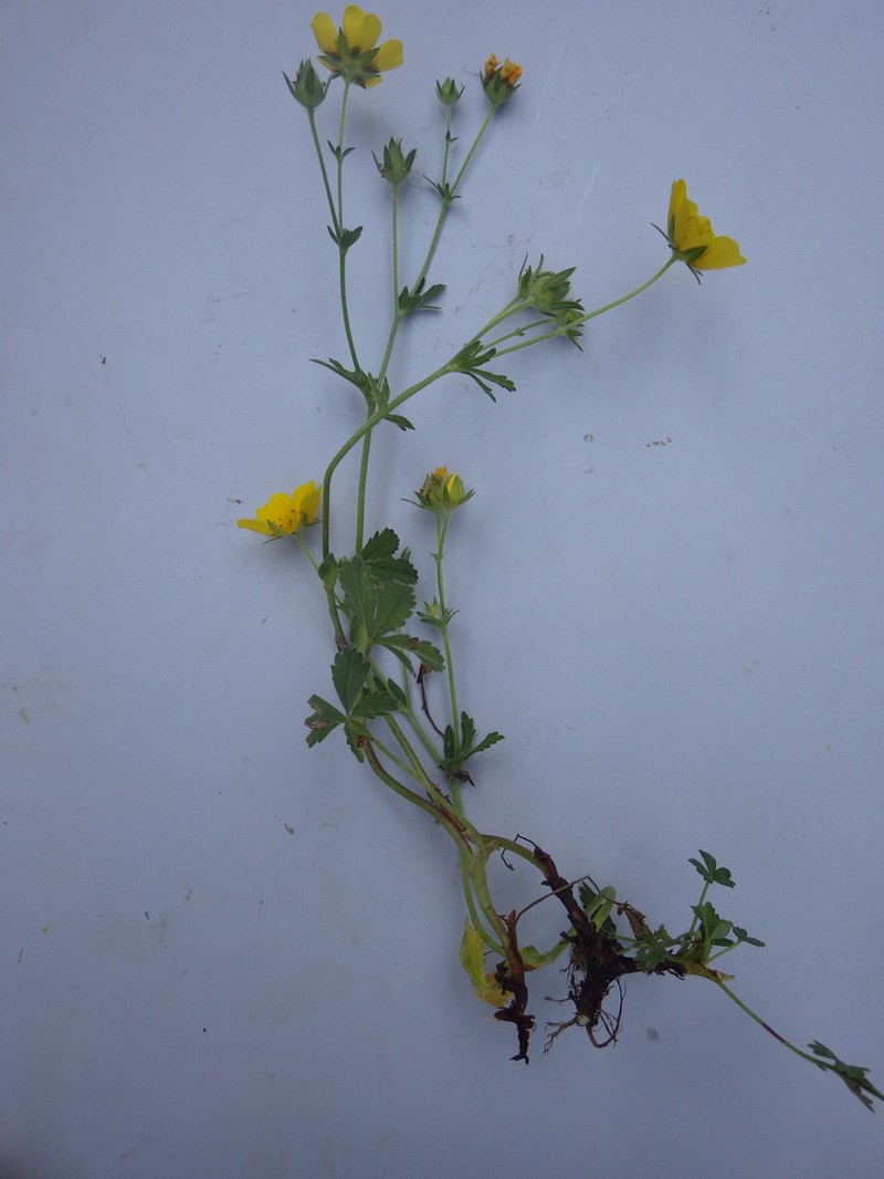Potentilla pyrenaica photo 5