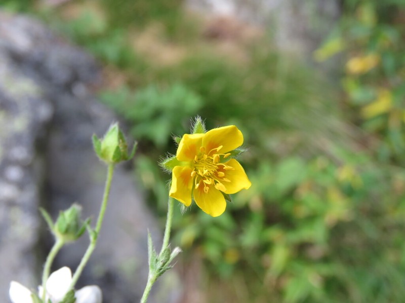 Potentilla pyrenaica photo 6
