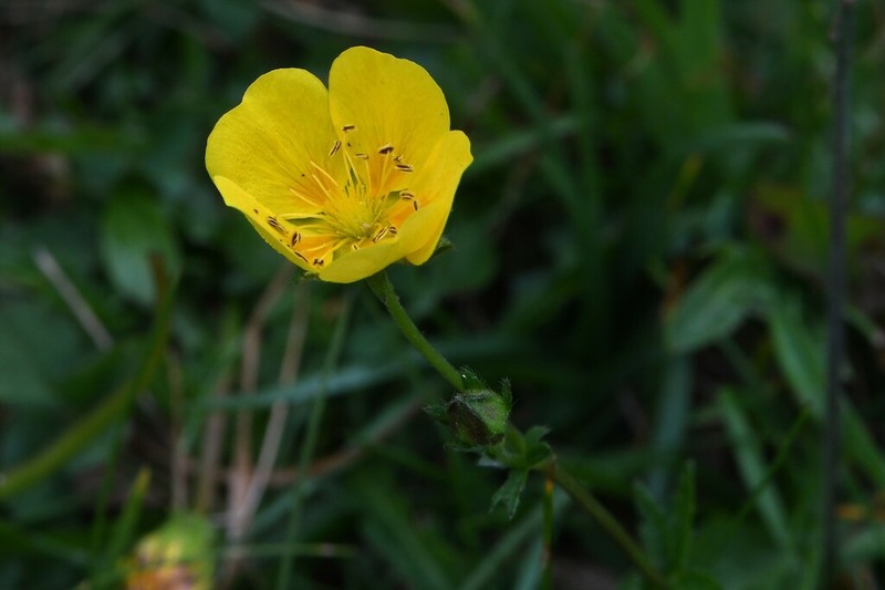 Potentilla pyrenaica photo 7