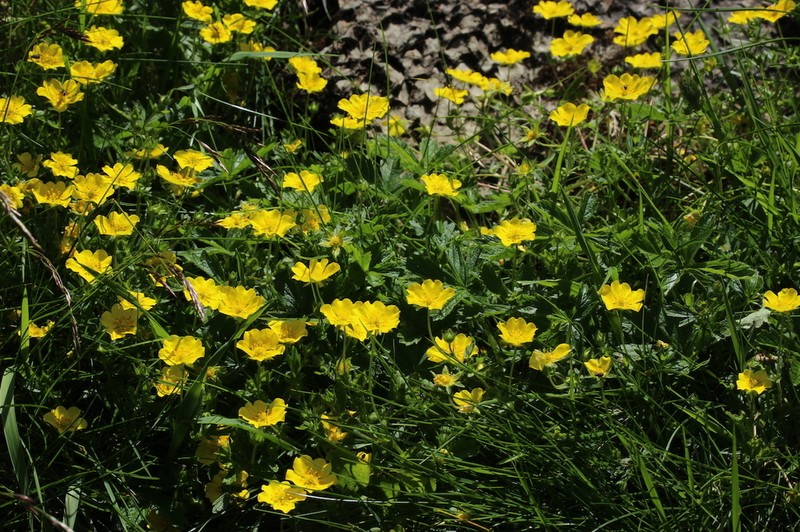 Potentilla pyrenaica photo 8