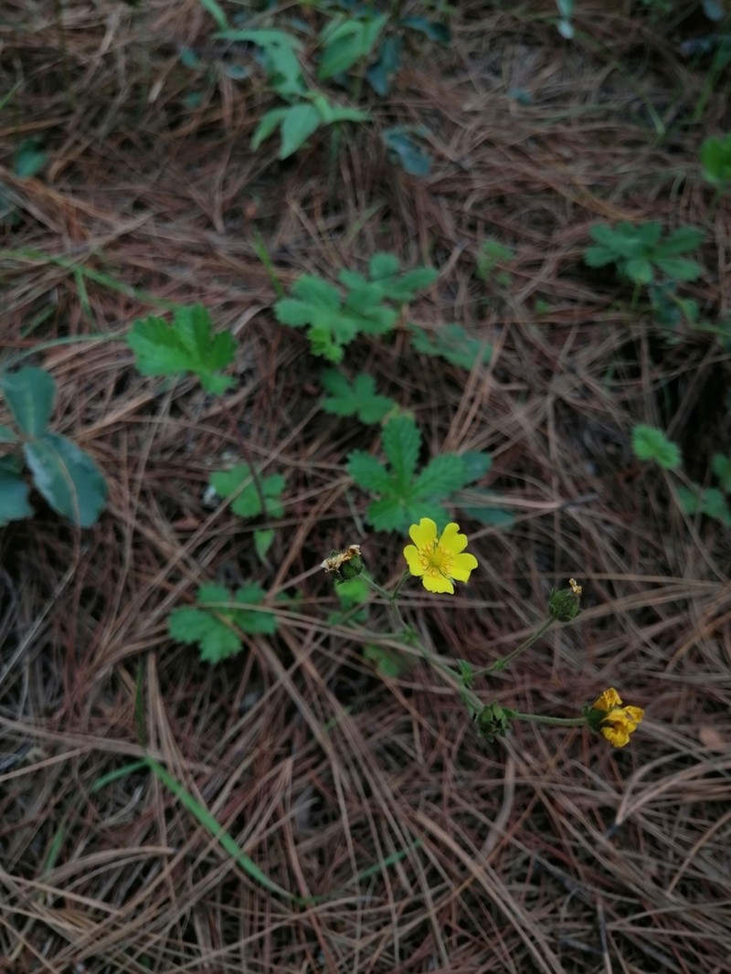 Potentilla queretarensis photo 2