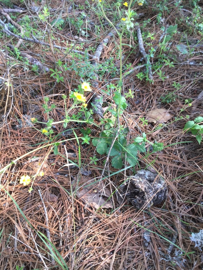 Potentilla queretarensis photo 3