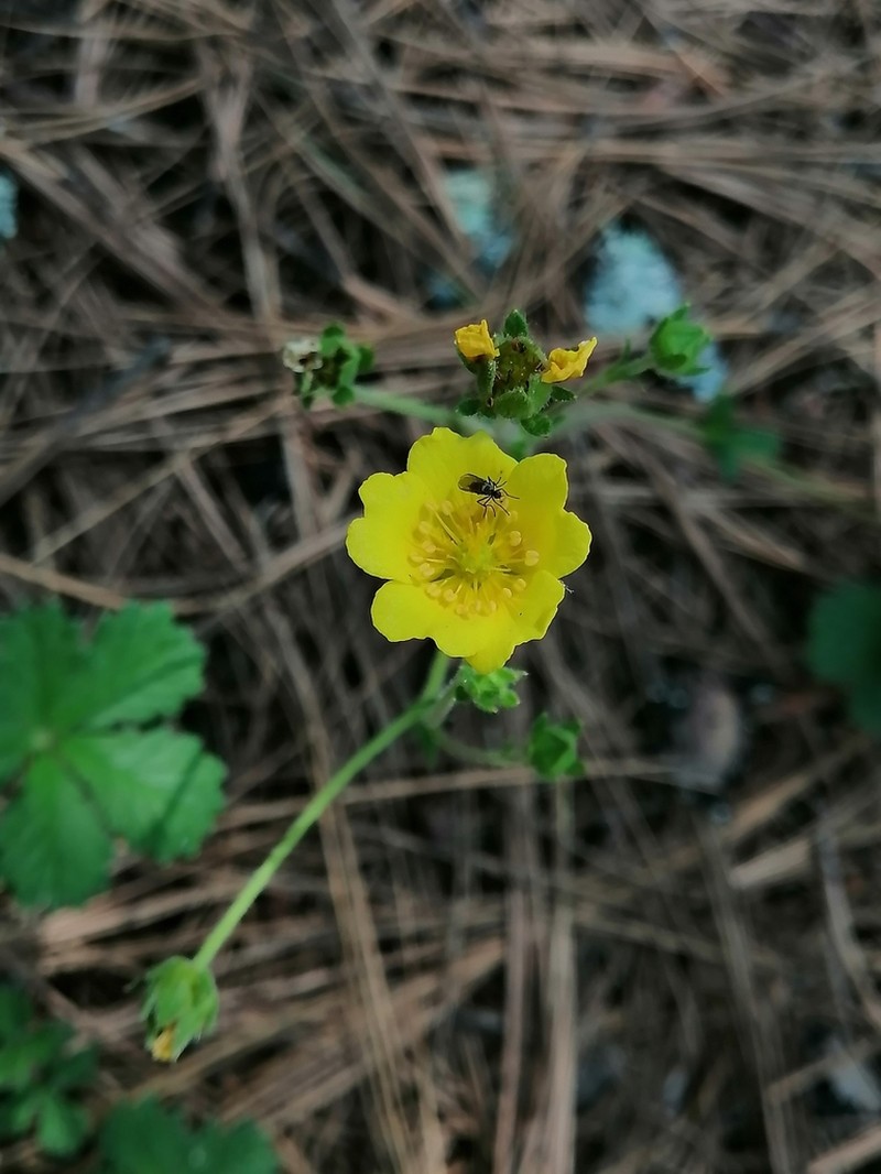 Potentilla queretarensis photo 4