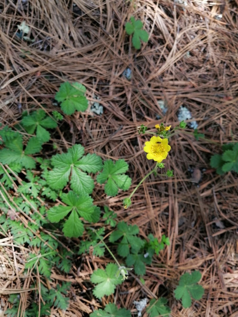 Potentilla queretarensis