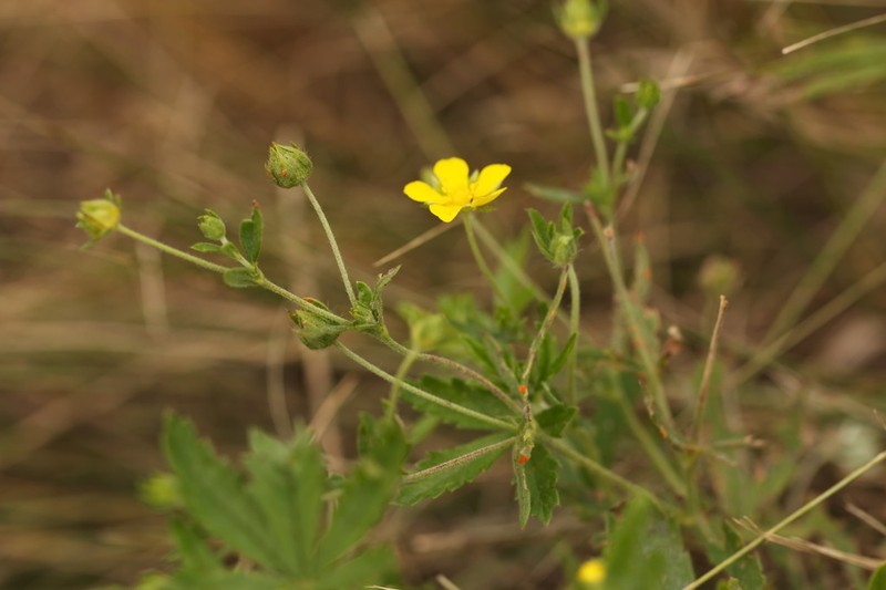 Potentilla radiata