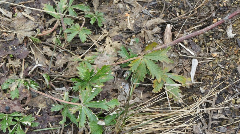 Potentilla radiata photo 2