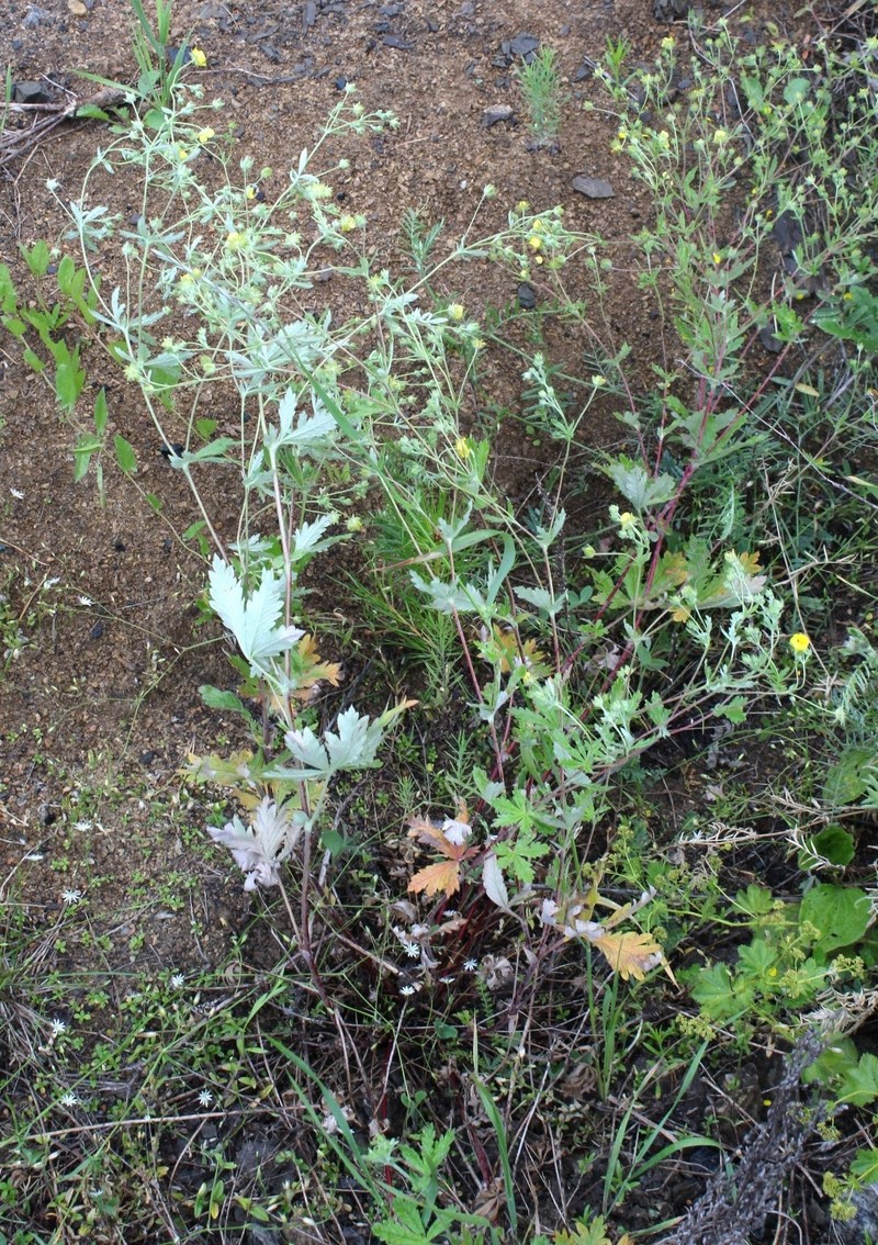 Potentilla radiata photo 3
