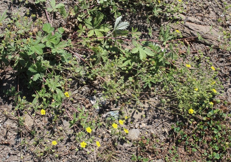 Potentilla radiata photo 4