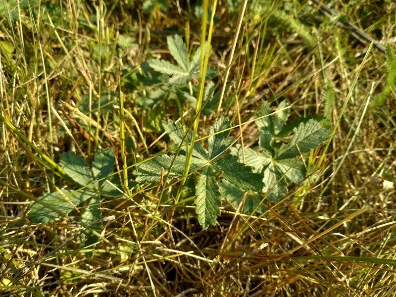 Potentilla radiata photo 5
