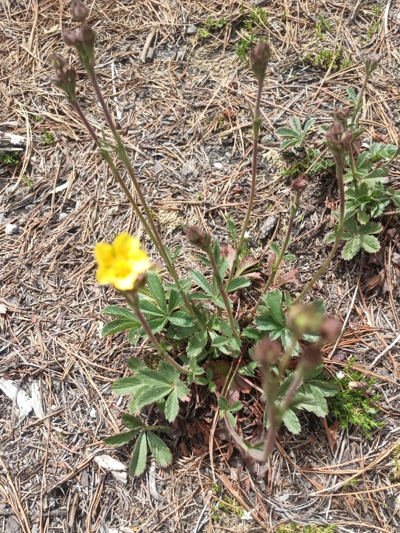 Potentilla ranunculoides