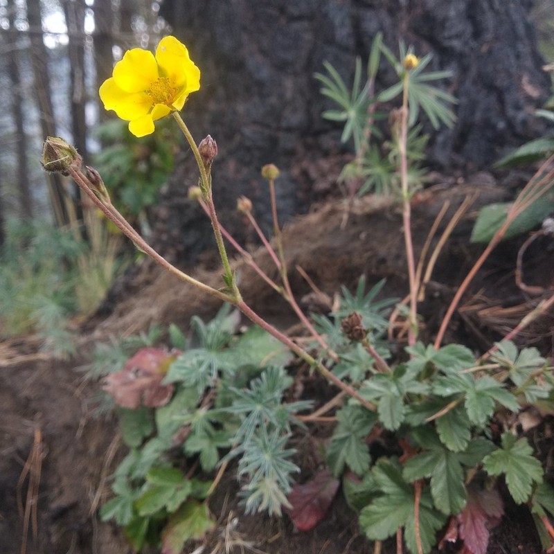 Potentilla ranunculoides photo 2