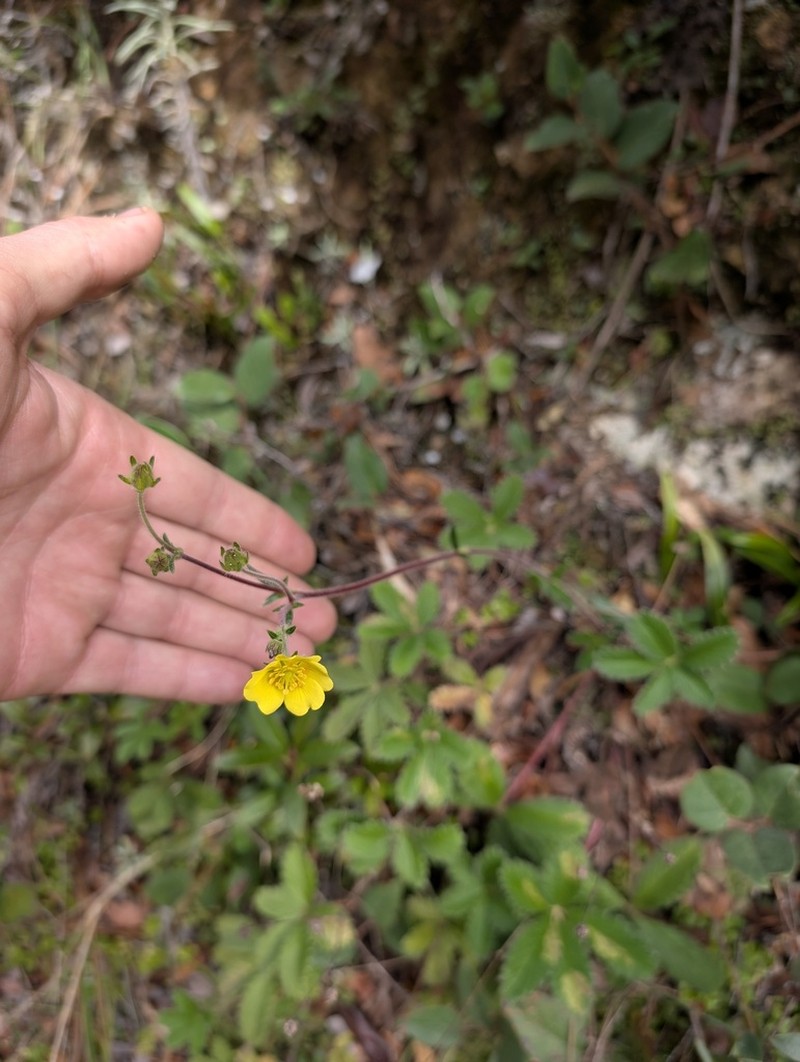 Potentilla ranunculoides photo 3
