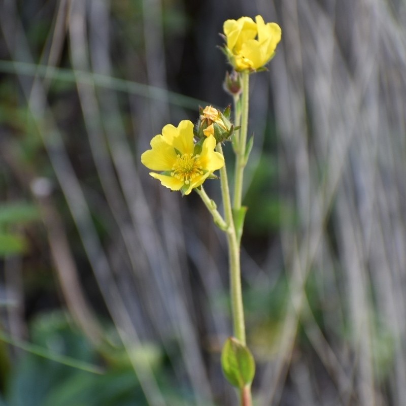 Potentilla ranunculoides photo 4