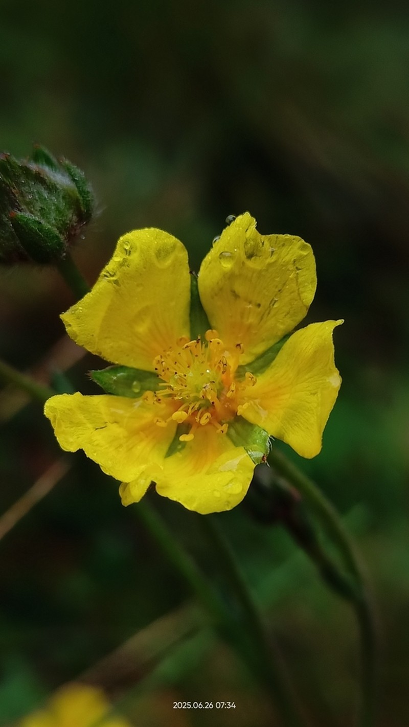Potentilla ranunculoides photo 5