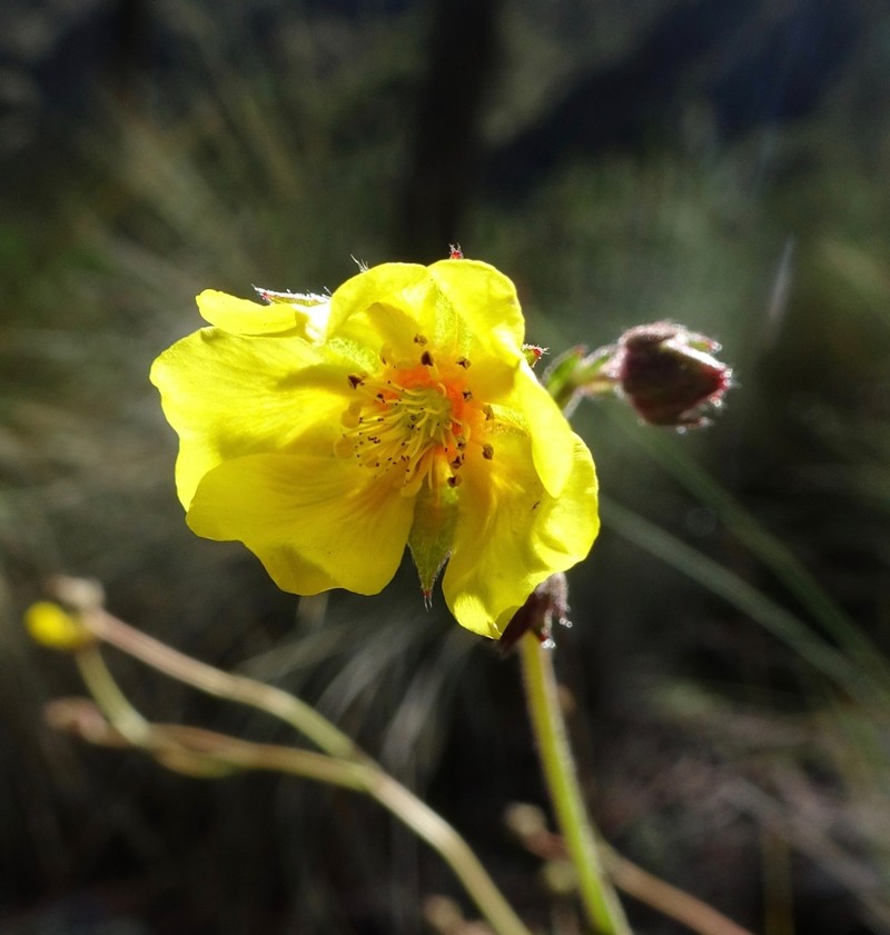 Potentilla ranunculoides photo 6