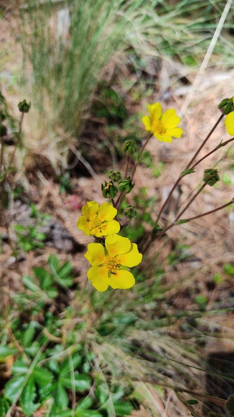 Potentilla ranunculoides photo 8