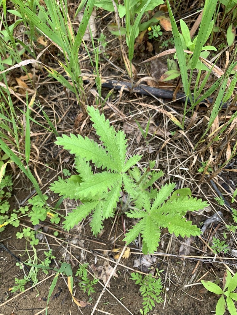 Sulphur Cinquefoil photo 7