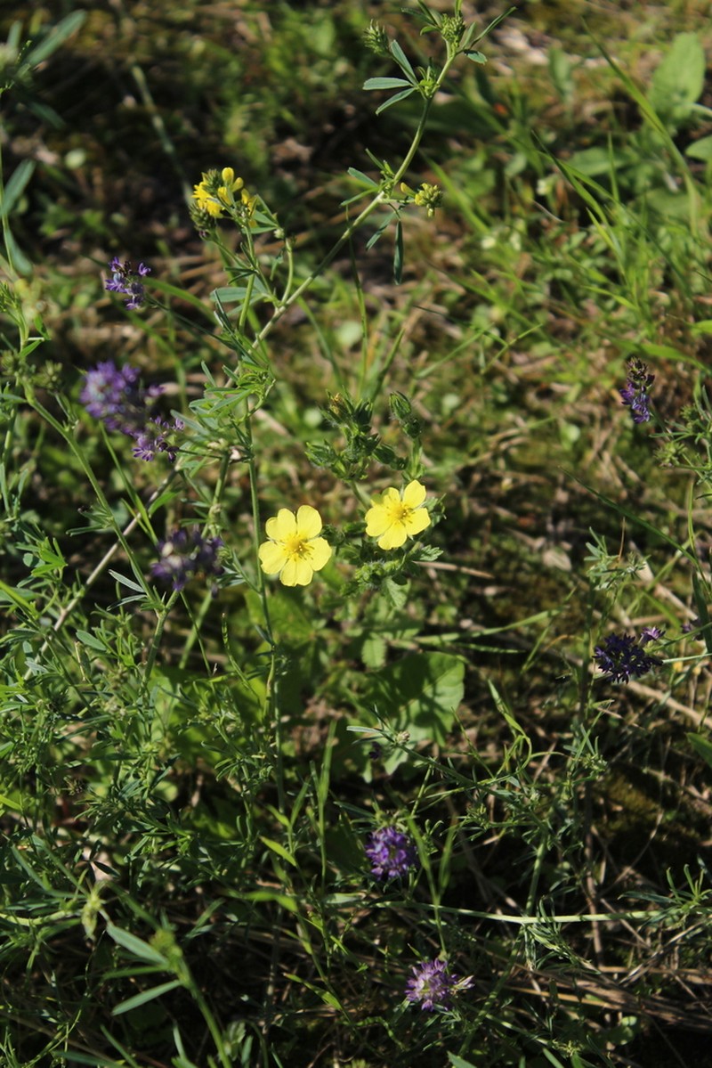 Sulphur Cinquefoil photo 8