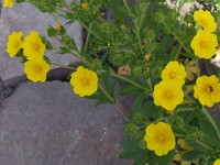 Sulphur Cinquefoil