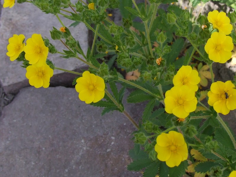 Sulphur Cinquefoil