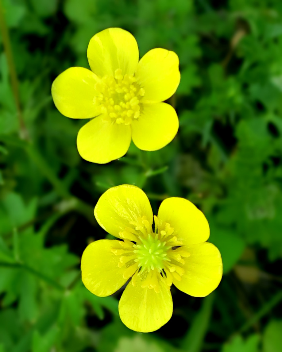 Sulphur Cinquefoil photo 6