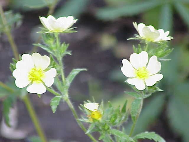 Sulphur Cinquefoil photo 7