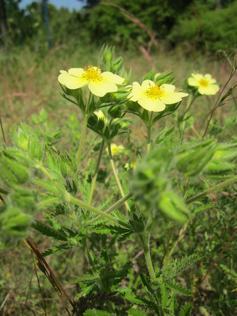 Sulphur Cinquefoil photo 8