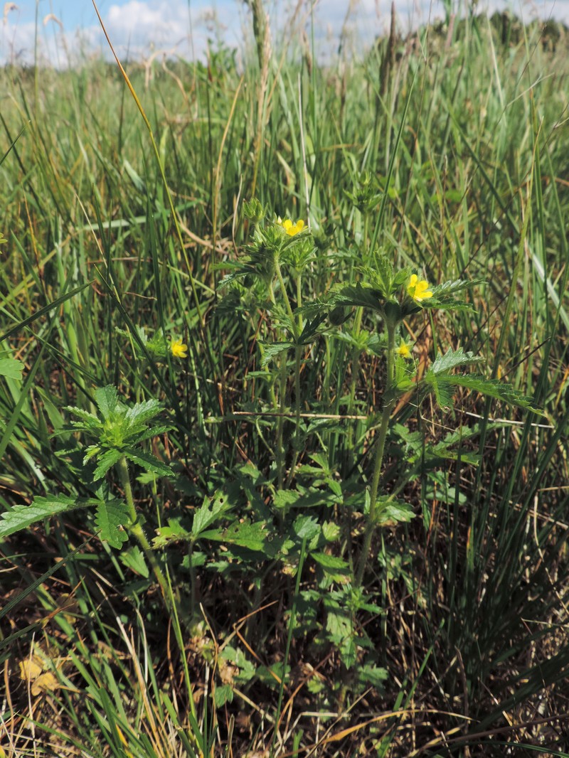 Sulphur Cinquefoil photo 2