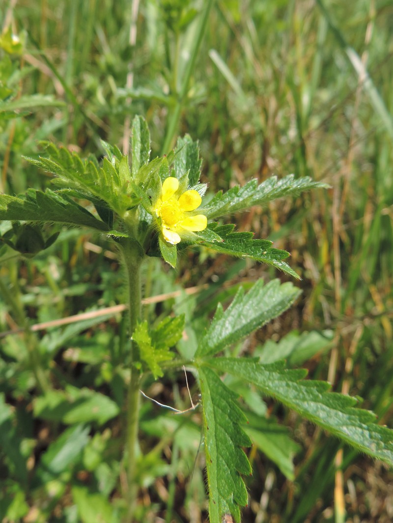 Sulphur Cinquefoil photo 3