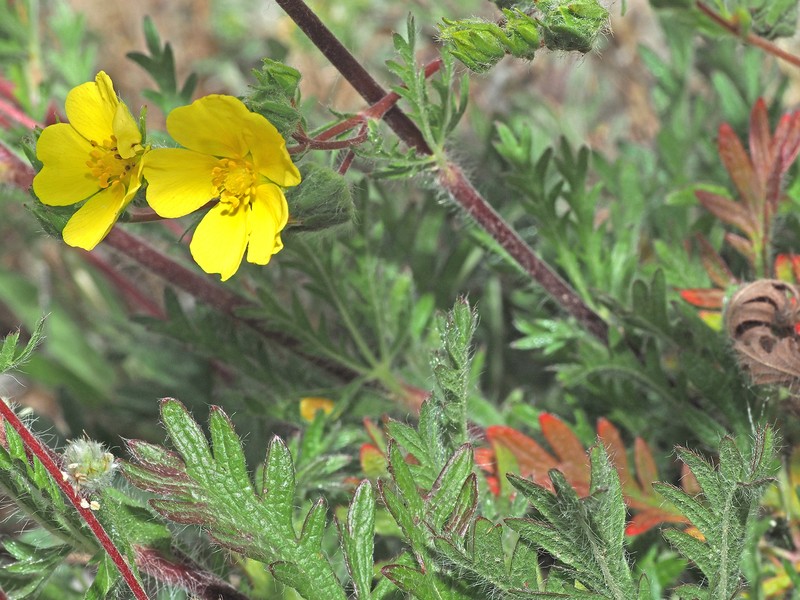 Potentilla recta subsp. laciniosa