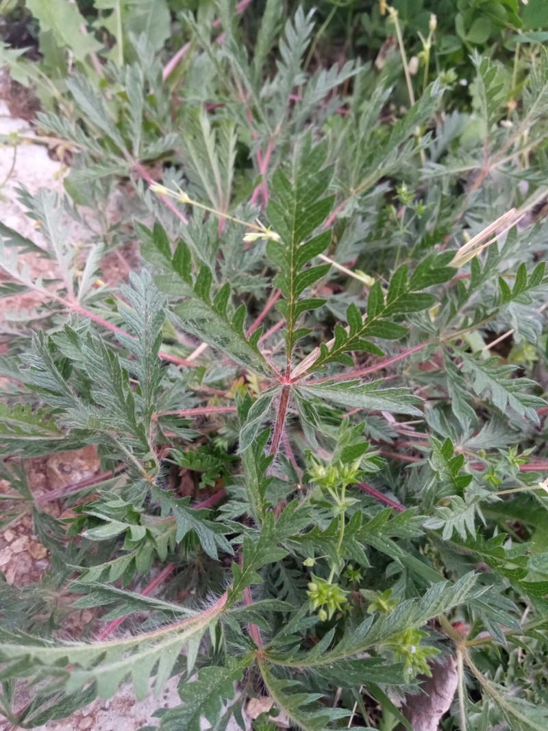 Potentilla recta subsp. laciniosa photo 2