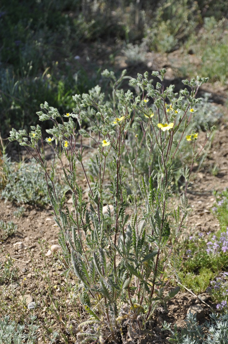 Potentilla recta subsp. laciniosa photo 3