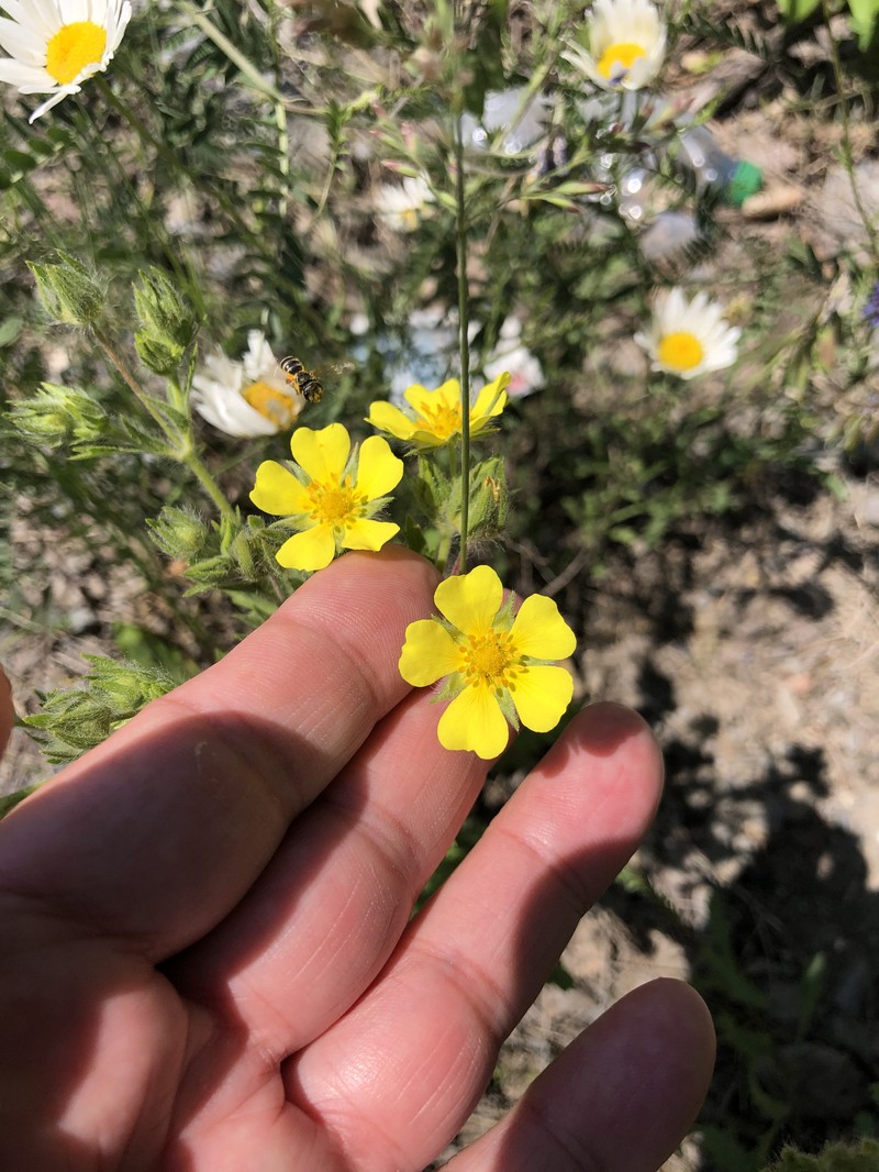 Potentilla recta subsp. leucotricha