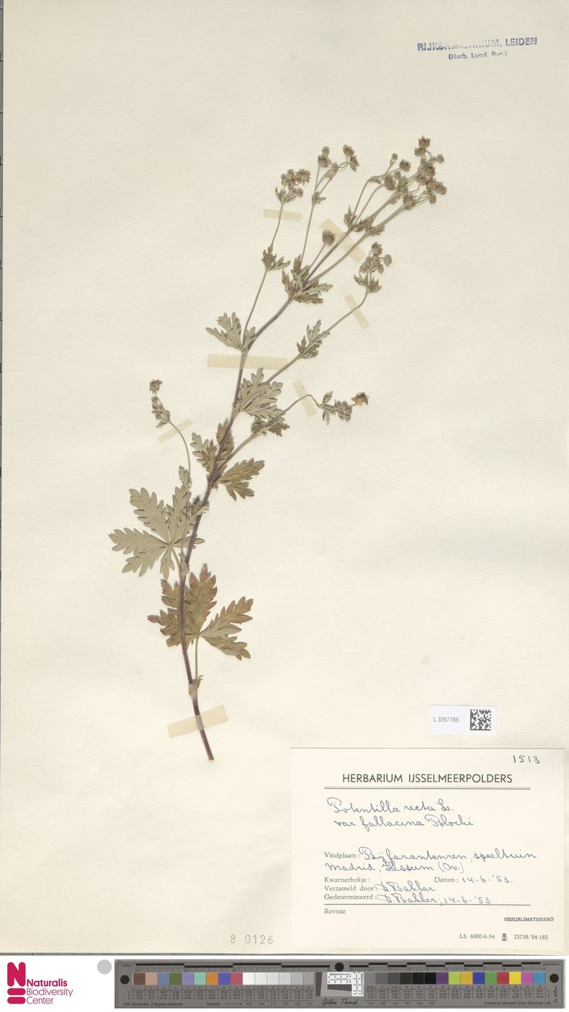 Potentilla recta subsp. leucotricha photo 2