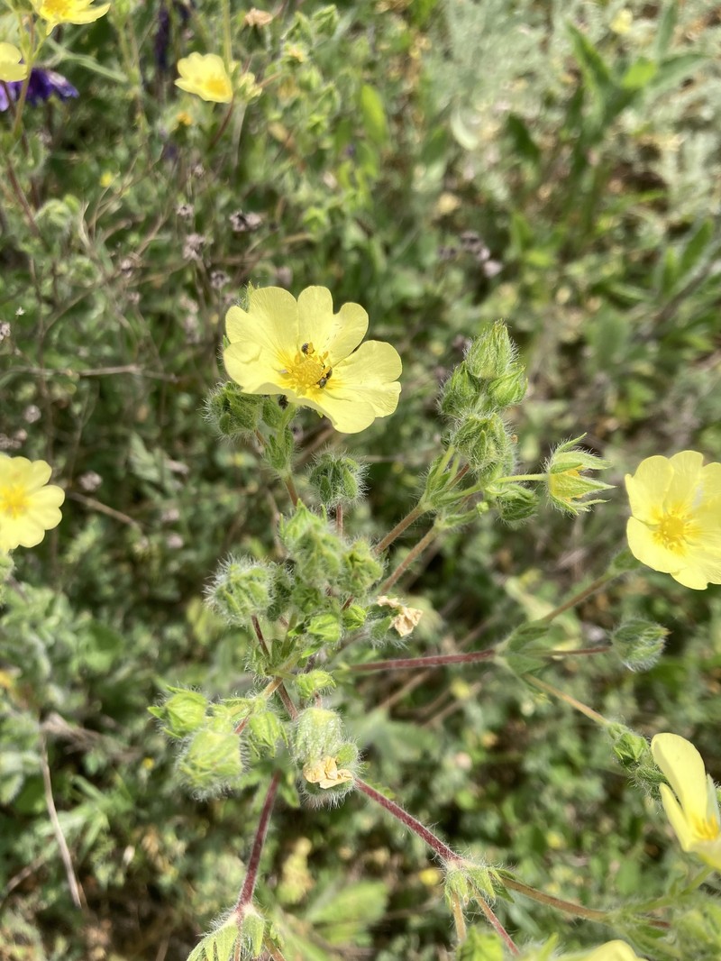 Potentilla recta subsp. obscura