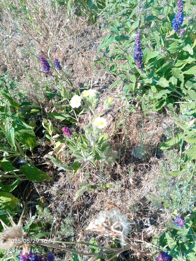 Potentilla recta subsp. obscura photo 2