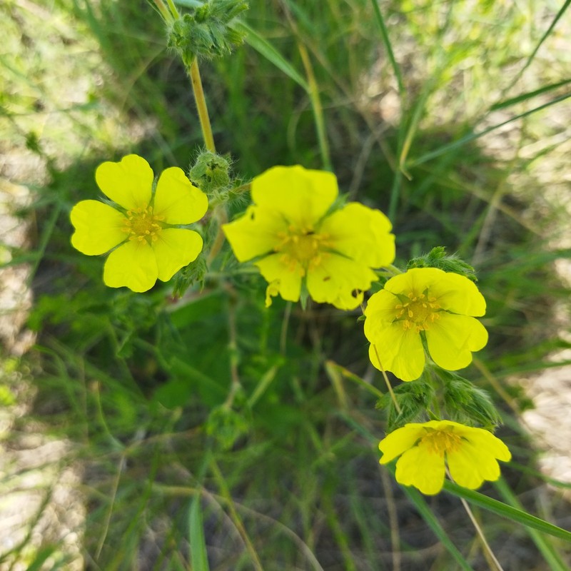 Potentilla recta subsp. obscura photo 3